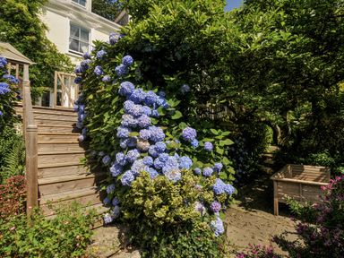 A garden with hydrangeas and steps leading to a house at Trenare in Truro