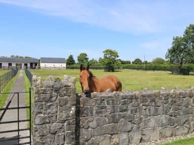 A horse near a stone wall with a barn and grassy field at The East Wing Apartment Claremorris