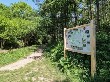A dirt path through trees with a wooden signboard showing a map in a forest