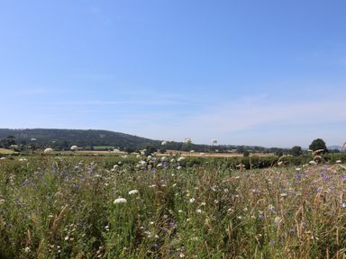 A landscape with wildflowers and hills at The Fox Den in East Coker