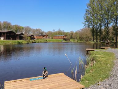 A pond with wooden cabins and a duck at Butterfly Hut 2 Forton near Garstang