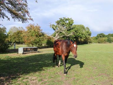 A horse walking in a field at Hayloft Ipswich
