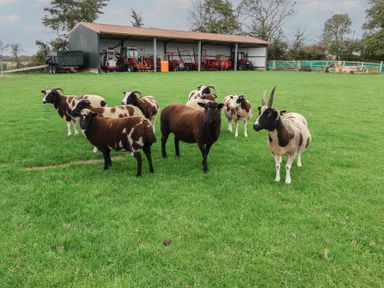 A group of sheep on grass near a barn at Fisherman's Rest in Ipswich