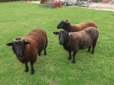 Three sheep standing on grass at Fisherman's Rest in Ipswich