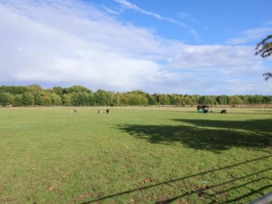 A field with horses grazing at Coachman's Cottage Ipswich