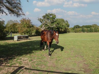 A horse walking in a field at Blacksmith's Cottage in Ipswich