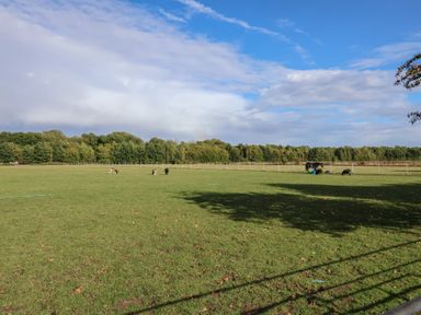 A field with horses grazing and trees in the background at Wheelwright's Cottage Ipswich