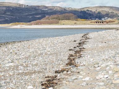 A beach with pebbles and seaweed at Flat 1A, Mona House in Conwy