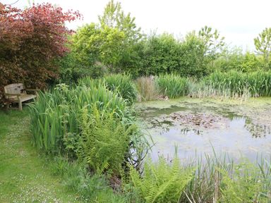 A garden with a pond and greenery at The Dovecote in Fishguard