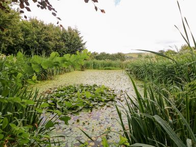 A pond with lily pads and surrounding greenery at The Dovecote in Llanychaer near Fishguard