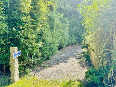 A path bordered by bamboo and ferns at Harvey's Lodge, Lowertown, Helston