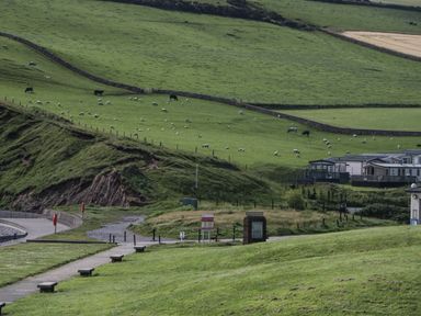 A landscape with cows and sheep grazing in a field at Puffin in St Bees