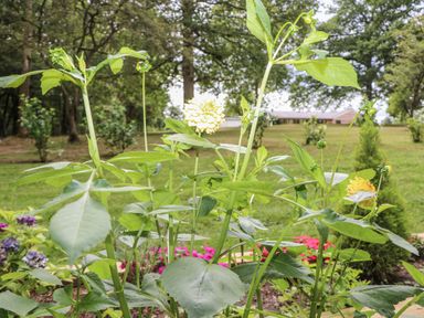 Flowers and plants in a garden at Charltons Hollow Cabin Haywards Heath