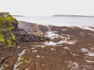 A rocky shore with seaweed and a distant island at The Farmhouse in Tralee, County Kerry