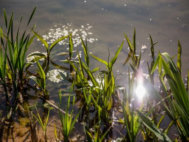 Water plants and sunlight reflections at The Larch House in Farndon