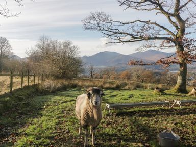 A sheep near a fence and trees with mountains in the background at Swirl Howe in Keswick
