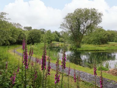 A path and pond surrounded by trees and flowers at Ash Lodge Mynydd Cerrig near Porthyrhyd