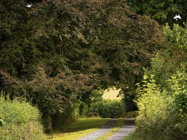 A path surrounded by trees and bushes at West Cottage in Llandovery