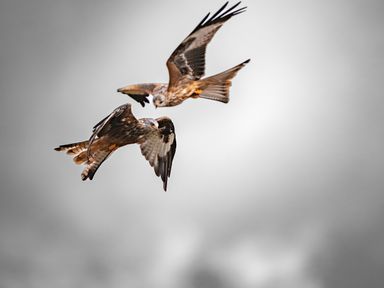 Two birds in flight against a cloudy sky at West Cottage in Llandovery