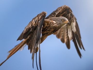 A bird in flight against a blue sky