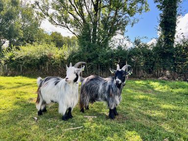 Two goats standing on grass in an outdoor setting at Cadno Aber near Llanybydder