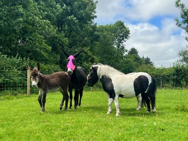 Three animals in a field at Cadno Aber near Llanybydder