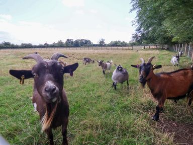 A group of goats in a field with grass and a fence