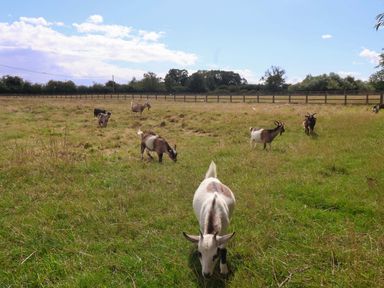 A field with goats grazing at Shepherds hut in 