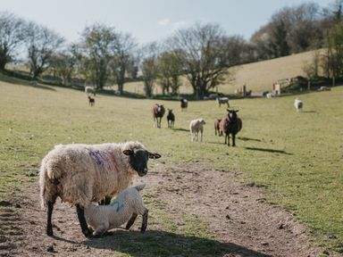 A sheep and lamb in a field at Holwell Farmhouse in Bampton