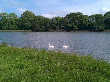 A scene with swans swimming in water with trees in the background at Penally Mews St Dogmaels