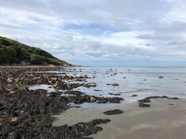 A view of the beach with rocks and seaweed at Penally Mews in St Dogmaels