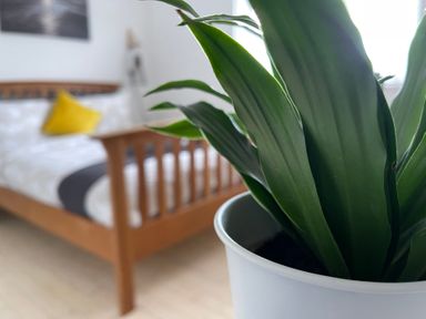 A bedroom with a plant in a pot and a bed at Dolwen in Caernarfon