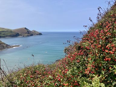 A coastline view with bushes at Treovis Cottage in Callington