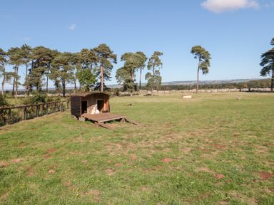 An outdoor area with a dog kennel and trees at West Cottage in East Knapton near Rillington