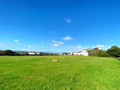 A field with two dogs and houses in the background at Upper Stable - The Stables Apartments at Meadfoot Bay, Torquay