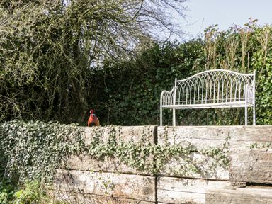 A garden area with a white metal bench and a pheasant on a stone wall at Gordons View Pleasant Stile near Gloucester