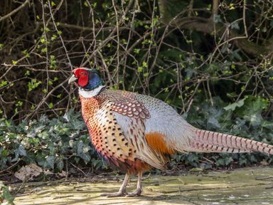 A pheasant standing on a stone surface near bushes and ivy at Gordons View Pleasant Stile near Gloucester