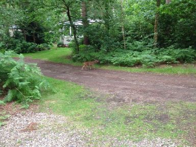 a dirt path surrounded by trees and ferns with an animal walking at Kelling Heath Holiday Park - Holiday Accommodation 13133 in Holt