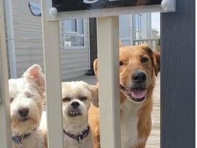 three dogs standing behind a fence at Pinewoods Holiday Park - Holiday Accommodation 19734 in Wells-Next-The-Sea