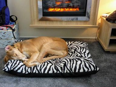 a dog sleeping on a zebra-patterned bed near a fireplace at Pinewoods Holiday Park - Holiday Accommodation 19734, Wells-Next-The-Sea