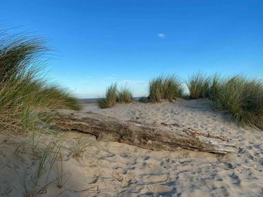 a sandy beach with grass and a log at Pinewoods Holiday Park - Holiday Accommodation 19734 in Wells-Next-The-Sea