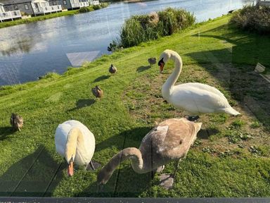 two swans and several ducks near a waterway at Lakeland Leisure Park - Holiday Accommodation 20788 in Flookburgh