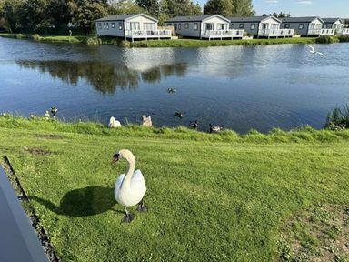 a swan by the water with holiday lodges in the background at Lakeland Leisure Park - Holiday Accommodation 20788, Flookburgh