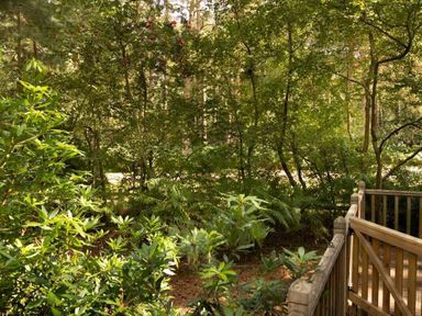 a wooded area with green plants and trees at Kelling Heath Holiday Park - Kelling Heath