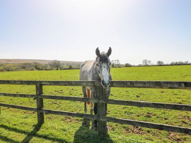 A horse leaning over a fence in a field at Glamping Pod 1, Oldwalls, Llanrhidian, Gower