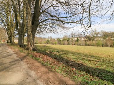 A path bordered by trees leading to a grassy field at Woodcock Studio in Andoversford near Cheltenham