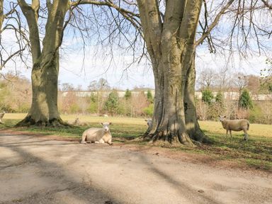 A field with trees and sheep at Woodcock Studio Andoversford near Cheltenham