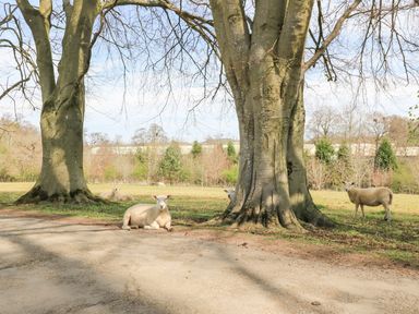 Sheep resting under trees in a field at Swallow Studio in Andoversford near Cheltenham