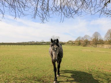 A horse standing in a field at Swallow Studio in Andoversford near Cheltenham