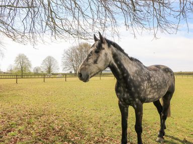 A horse standing in a field at Swallow Studio in Andoversford near Cheltenham